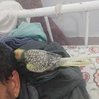 عروس پاریس دستی