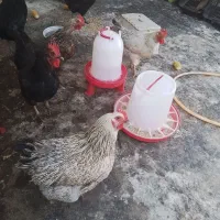 مرغ تخمگذار گلپایگان و جوجه استرالوپ