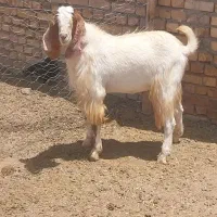 نر بز دو دندون