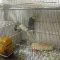 عروس هلندی