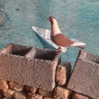 کبوتر|پرنده|زرین آباد, |دیوار