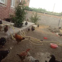 جوجه گلپایگان ۴ماهه