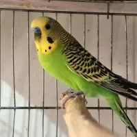 مرغ عشق مولد