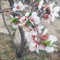 شناسنامه گمشده