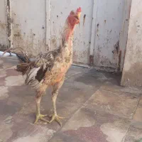 خروس لاری ترک