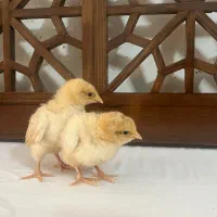 فروش ویژه جوجه اورپینگتون بوف