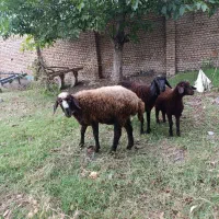 توقلی چاق وجنس دار