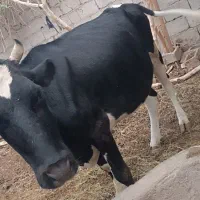 گاو ماده