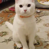 واگذا ی دو گربه نر ۸ ماهه