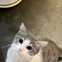 گربه خانگی نژاد بومی