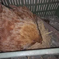 مرغ کرچ پا پر با ۱۰ تخم زیرش
