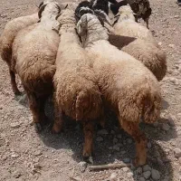 قوچ‌