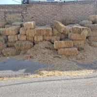 کاه گندم بسته بندی شده