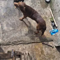 سگ واکذار میشود