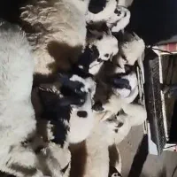 بره ناز گوشتی تخمی