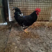 خروس|حیوانات مزرعه|مسجد سلیمان, |دیوار