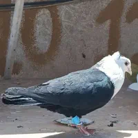 ۳کفتررنگه جنگی کربلایی،دم سیاه،سینه سیاه،جوجه مینا