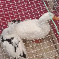 اردک