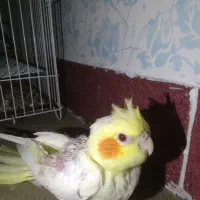 جوجه‌عروس‌هلندی