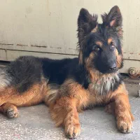 سگ ژرمن