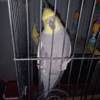 فروش پرنده