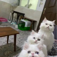 گربه|گربه|بجنورد, |دیوار