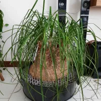بونسای لیندا