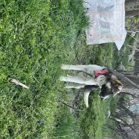 سگ سراب|سگ|همدان, |دیوار