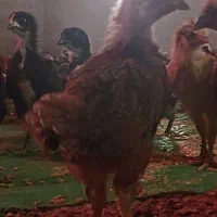 جوجه دورگ محلی