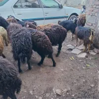۵راس توخلی قره قزل چوپی برای پرور ۵ راس بز