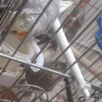 جوجه‌عروس‌هلندی‌۲ماهه