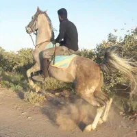 سواری صفر تا صد کره