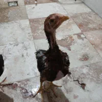 جوجه لاری