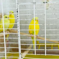 پرنده|پرنده|رشت, جانبازان|دیوار