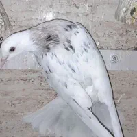 شازده سرور پرشی