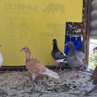 جوجه