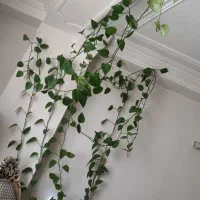 گل زیبا و سرحال