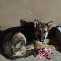 سگ ژرمن ماده ۶ ماهه