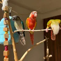 گرینچیک رام و دستی از جوجه تابالغ