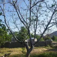 چوب درخت