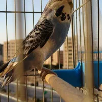 مرغ عشق انگلیسی دستی