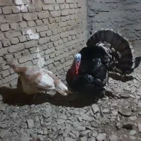 بقلمون ۳عددمرغ ۱۳دونه