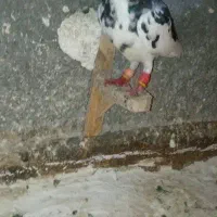 کبوتر پرشی قلدر