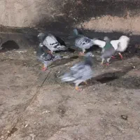 سبز پلاکی پر قیچی
