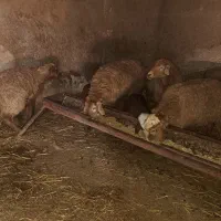 میش جوان|حیوانات مزرعه|شیروان (خراسان), |دیوار