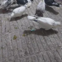 کفتر