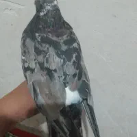 کبوتر سرور