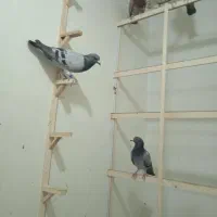 کبوتر بومب ضد خورد