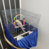 عروس هلندی نر