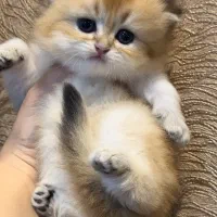 گردالو بریتیش گلد چشم سبز